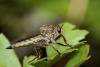 Machimus rusticus
